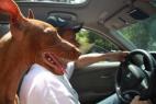 Cirneco Photo